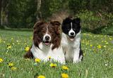 BORDER COLLIE 915